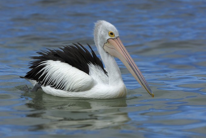 Brillenpelikan (Pelecanus conspicillatus) 