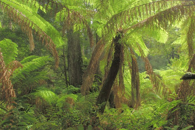 Regenwald mit Baumfarnen