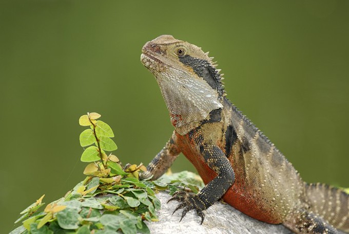 Wasserdrachen (Physignathus lesueurii)