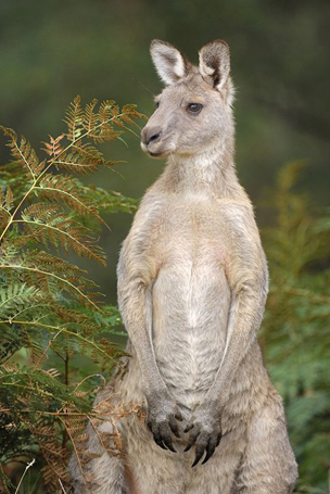 Westliches graues Riesenknguru (Macropus fuliginosus)