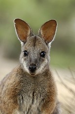 Tammarwallaby (Macropus eugenii)