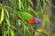 Regenbogenlori (Trichoglossus haematodus)