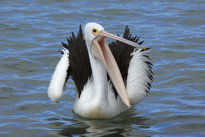 Portrait eines Brillenpelikan (Pelecanus conspicillatus), Australien