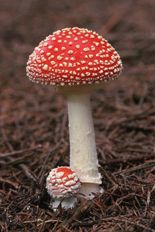 Fliegenpilz (Amanita muscaria)