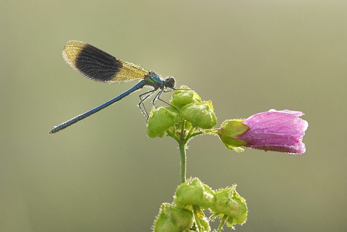 Gebänderte Prachtlibelle (Calopteryx splendens)