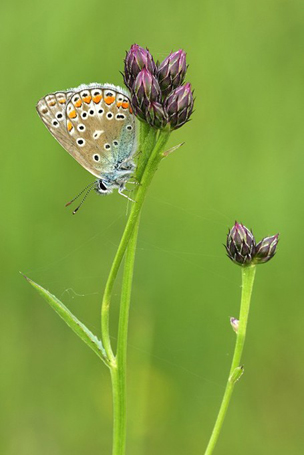 Hauhechel-Bläuling (Polyommatus icarus)