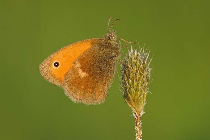 Kleiner Heufalter (Coenonympha pamphilus)