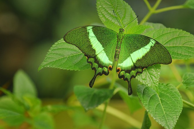 Neon- Schwalbenschwanz (Papilio palinurus )