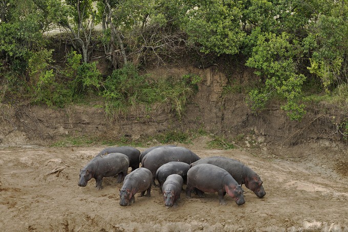 Flusspferde (Hippopotamus amphibius) 