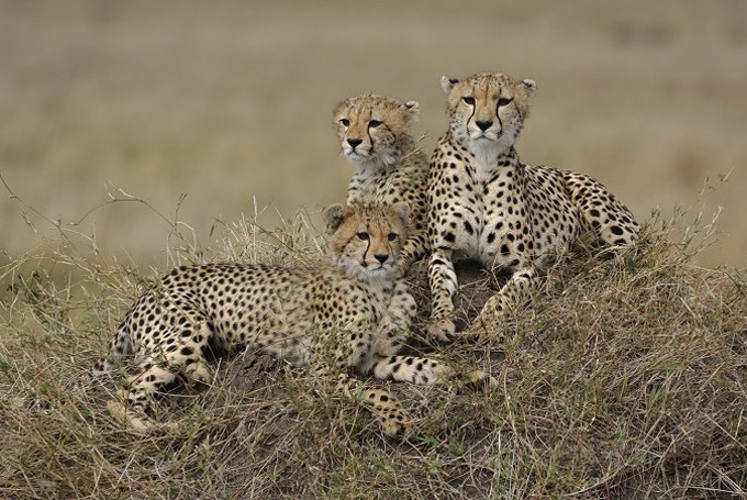 Geparden Familie  (Acinonyx jubatus)