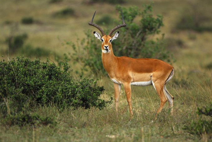 Impala (Aepyceros melampus)