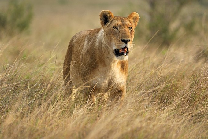 Löwe (Panthera leo)