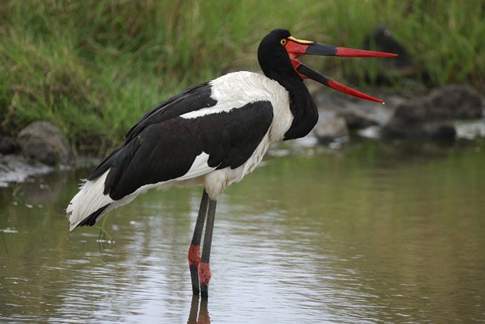 Sattelstorch (Ephippiorhynchus senegalensis )