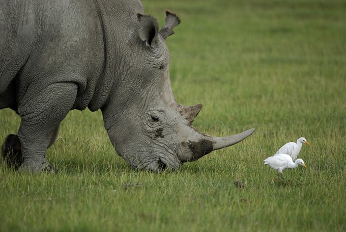 Spitzmaulnashorn (Diceros bicornis)