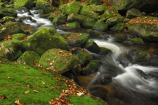 Bergbach kleine Ohe, Bayrischen Wald, Bayern, Deutschland