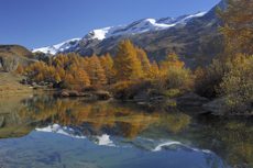 Lärchenwald spiegelt sich im Grindjisee, Zermatt, Wallis, Schweiz