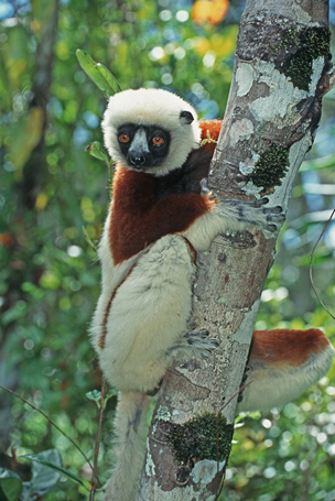 Brauner Larvensifaka (Propithecus verreauxi)