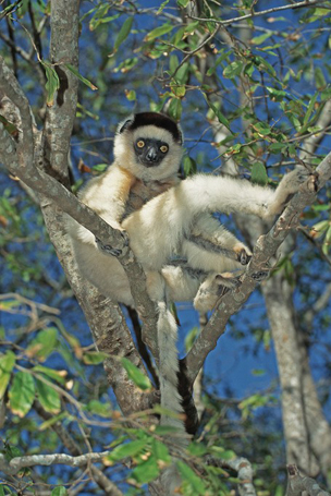 Larvensifaka (Propithecus verreauxi)