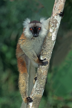 Mohren-Maki (Lemur macaco, Petterus macaco)