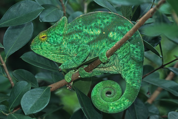 Madagaskar-Taggecko (Phelsuma madagascariensis)