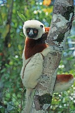 Brauner Larvensifaka (Propithecus verreauxi)