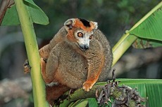 Kronenlemur (Eulemur coronatus)