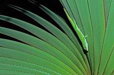 Madagaskar-Taggecko (Phelsuma madagascariensis)