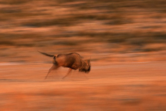 Weissbardgnu (Connochaetes taurinus albojubatus) auf der Flucht