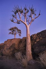 Köcherbäume (Aloe dichotoma) zur blauen Stunde