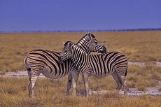 Steppenzebras (Equus quagga)