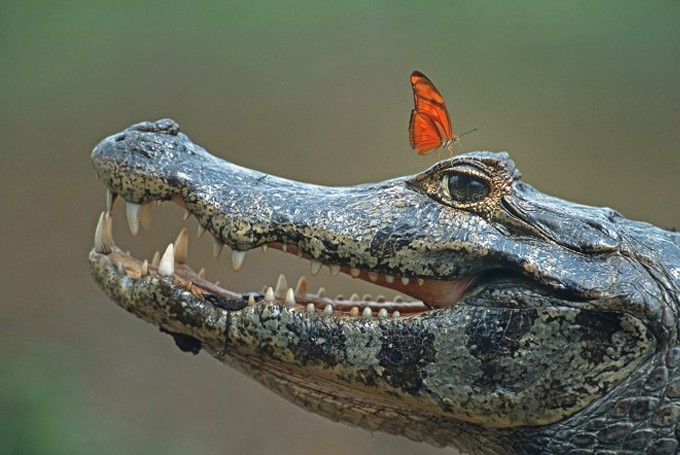 Brillenkaiman mit Schmetterling (Caiman yacare)