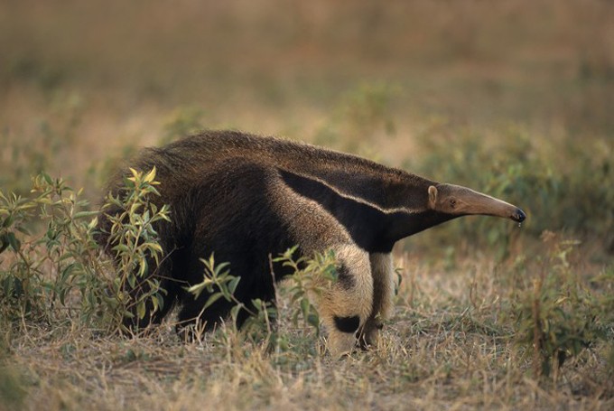 Grosser Ameisenbär (Myrmecophaga tridactyla)