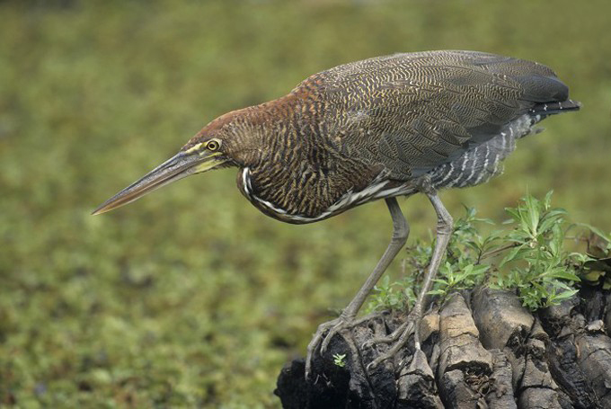 Marmorreiher (Tigrisoma lineatum)