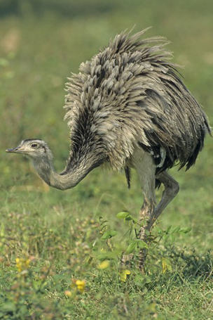 Nandu (Rhea americana)