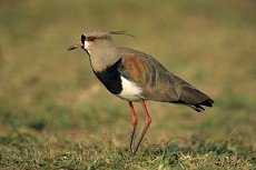 Bronze Kiebitz (Vanellus chilensis)