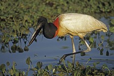 Jabirustorch (Jabiru mycteria)