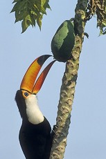 Riesentukan (Ramphastos toco)