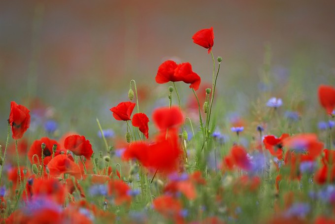 Klatschmohn