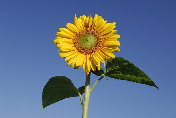 Sonnenblume