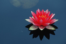 Seerose