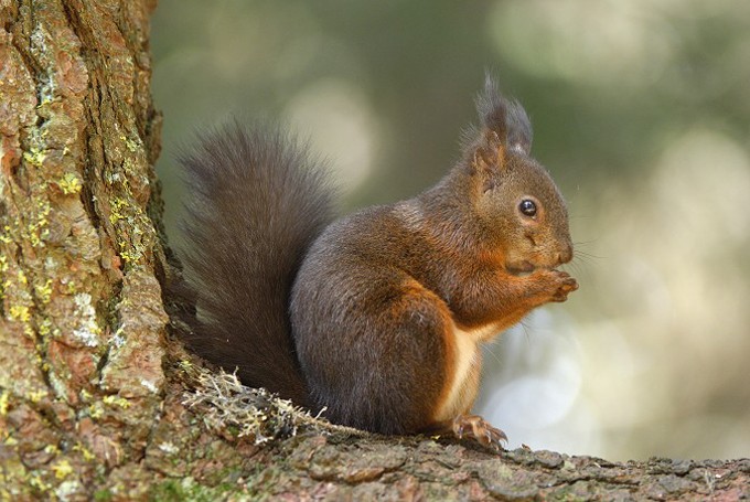 Eichhörnchen (Sciurus)