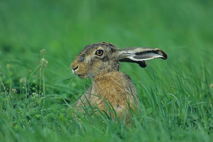 Feldhase (lepus europaeus)