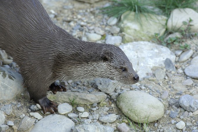 Fischotter (Lutra lutra)