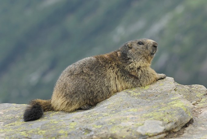 Murmeltier (Marmota)