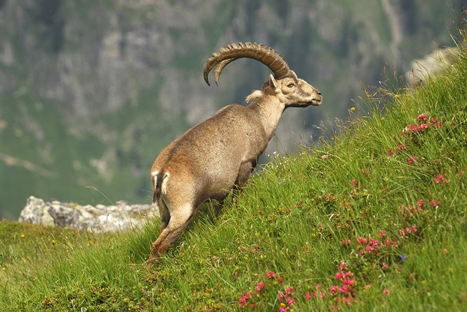 Steinbock (Capra ibex)