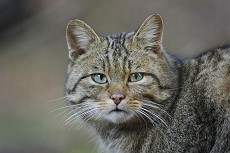 Europäische Wildkatze (Felis silvestris silvestris)