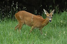 Reh (Capreolus capreolus)