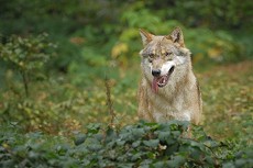 Wolf (Canis lupus)