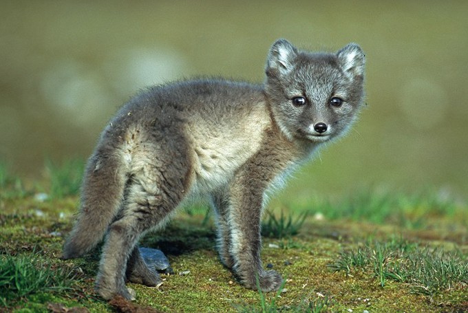 Junger Polarfuchs (Alopex lagopus)