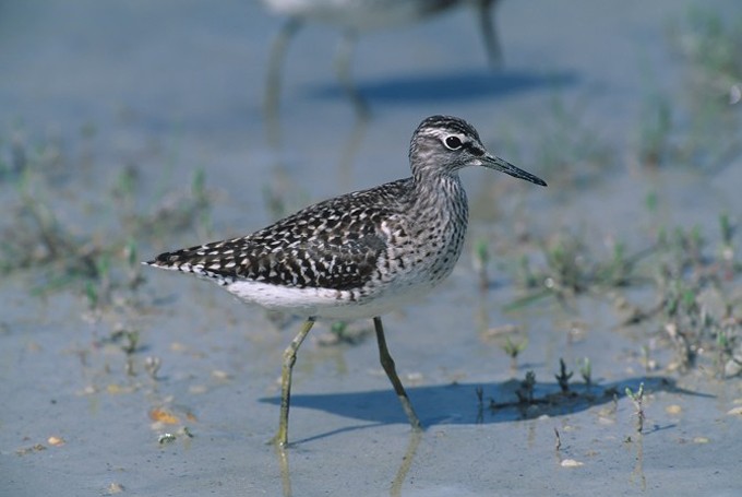 Bruchwasserläufer (Tringa glareola)